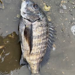 チヌ