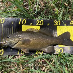 スモールマウスバス