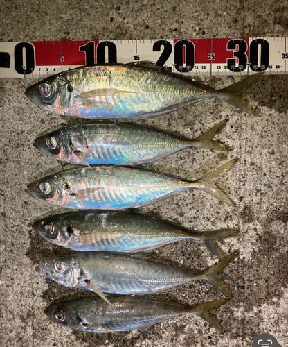 マアジの釣果