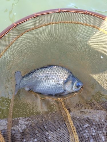 ヘラブナの釣果