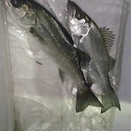 シーバス