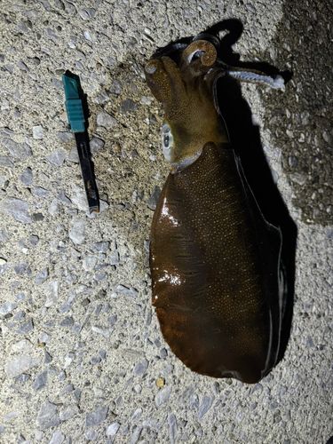 アオリイカの釣果