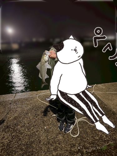 セイゴ（マルスズキ）の釣果