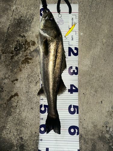 シーバスの釣果