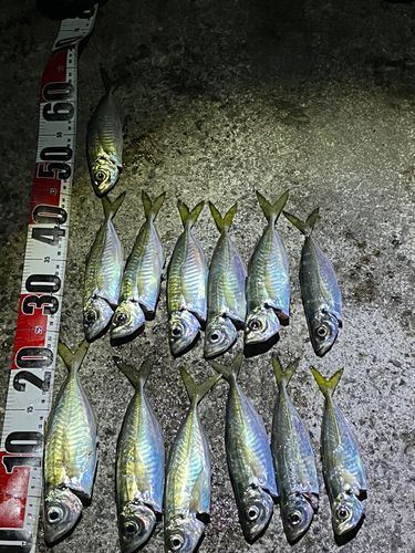 アジの釣果
