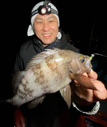 シロメバルの釣果