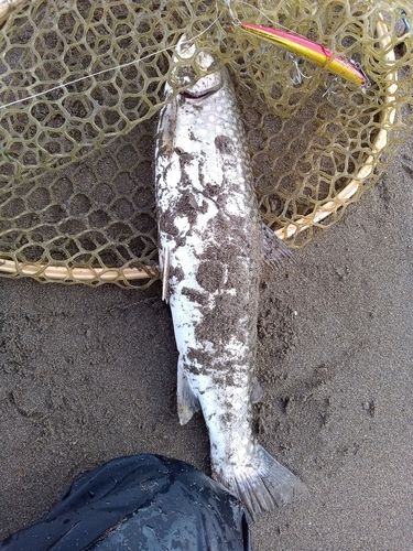 アメマスの釣果