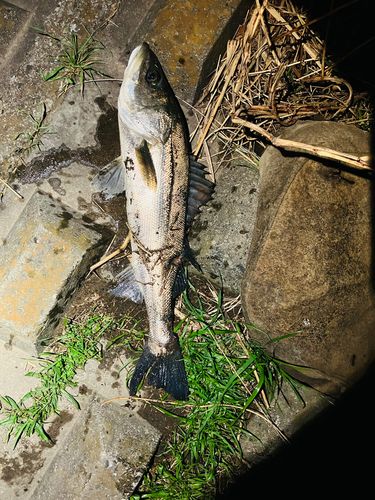 マルスズキの釣果