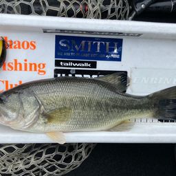 ラージマウスバス