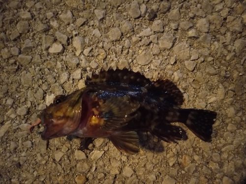 カサゴの釣果
