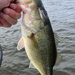 ラージマウスバス