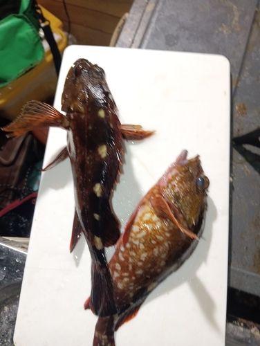 カサゴの釣果