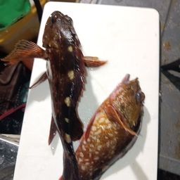 カサゴ