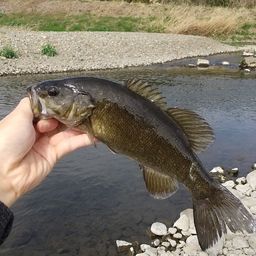 スモールマウスバス