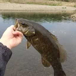 スモールマウスバス