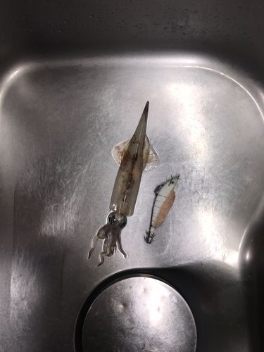 ヤリイカの釣果