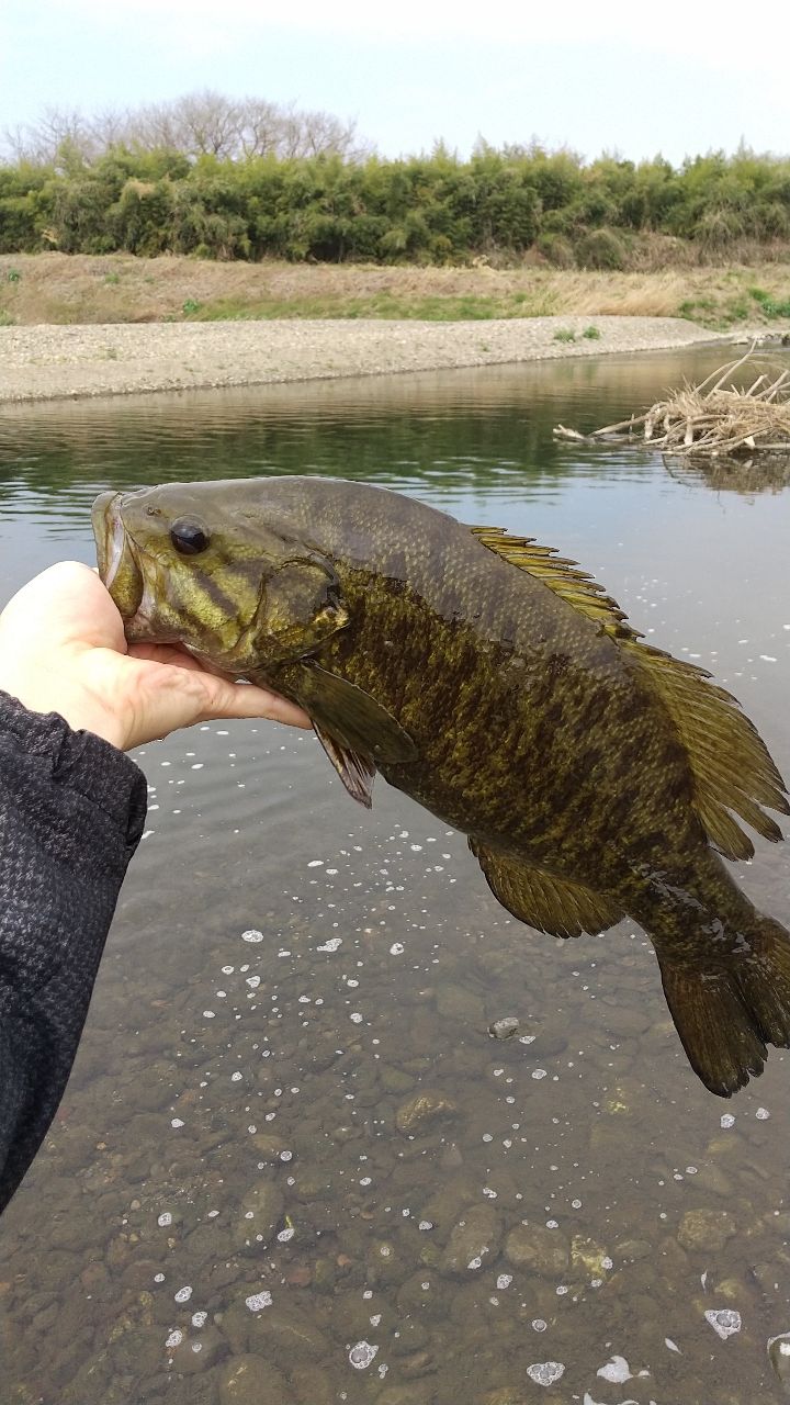 スモールマウスバス