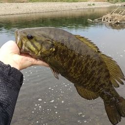 スモールマウスバス