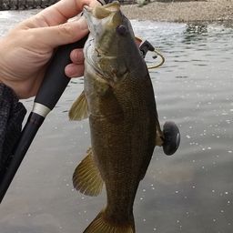 スモールマウスバス