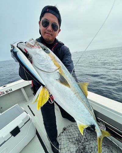 ヒラマサの釣果