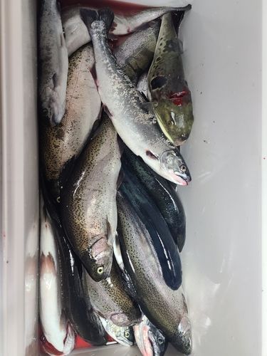 トラウトサーモンの釣果