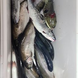 トラウトサーモン