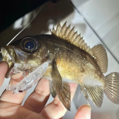 メバルの釣果