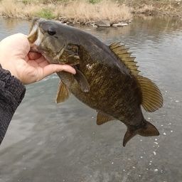 スモールマウスバス