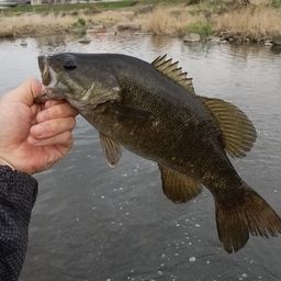 スモールマウスバス