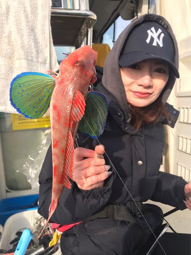 ホウボウの釣果