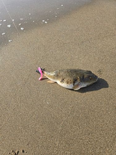 フグの釣果