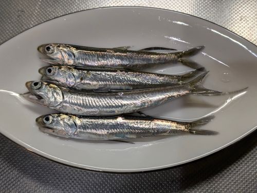 カタクチイワシの釣果
