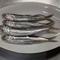 カタクチイワシ