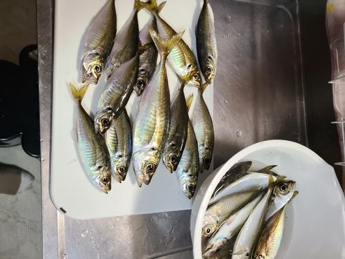 アジの釣果