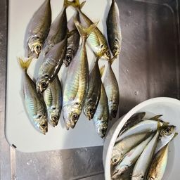 アジ