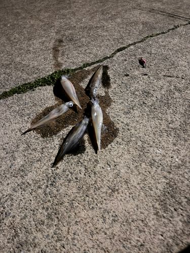 ササイカの釣果