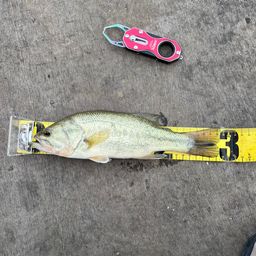 ラージマウスバス