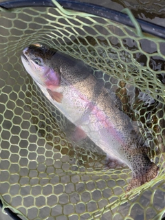 ニジマスの釣果