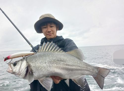 ヒラスズキの釣果