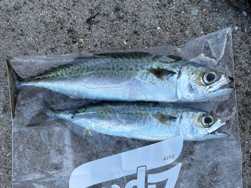サバの釣果