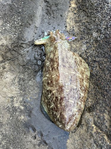 コウイカの釣果