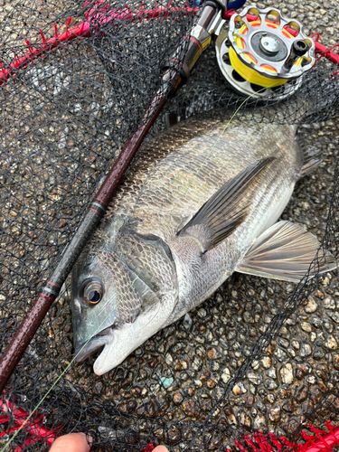 クロダイの釣果