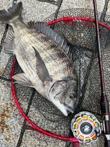 クロダイの釣果