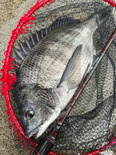 クロダイの釣果