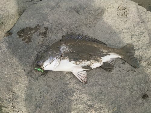 チヌの釣果