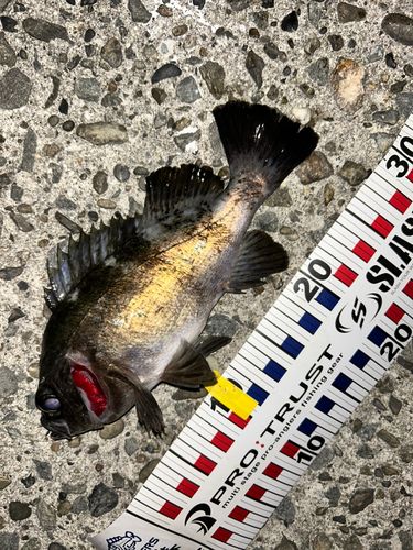 クロメバルの釣果