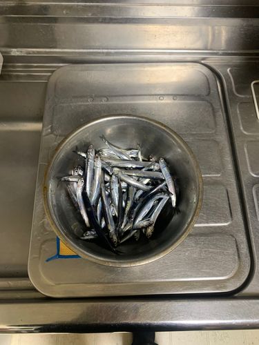 カタクチイワシの釣果