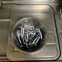 カタクチイワシ
