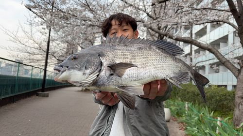 クロダイの釣果