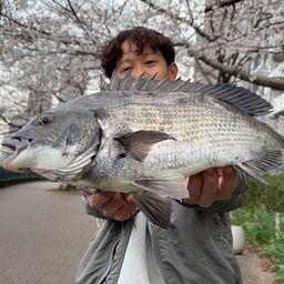 クロダイ